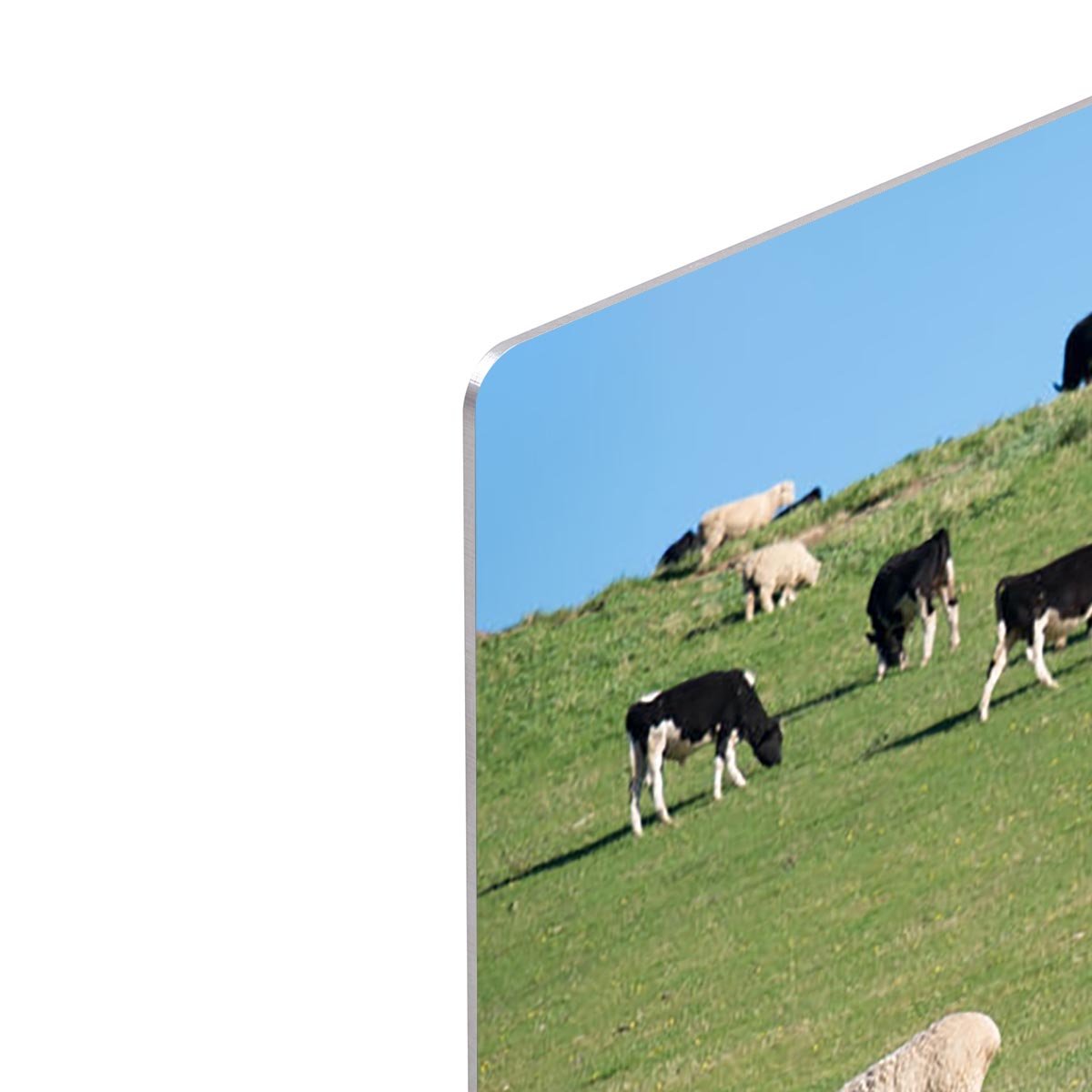Sheeps in green rural meadow with cows HD Metal Print - Canvas Art Rocks - 4