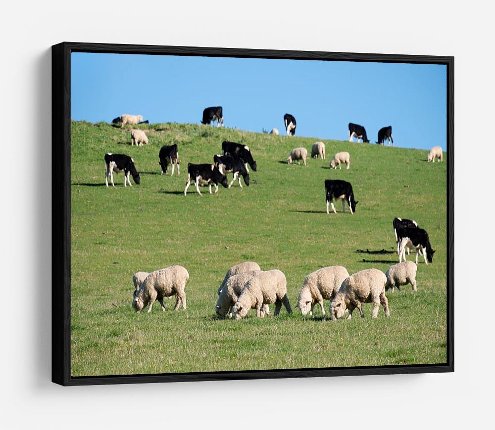 Sheeps in green rural meadow with cows HD Metal Print - Canvas Art Rocks - 6