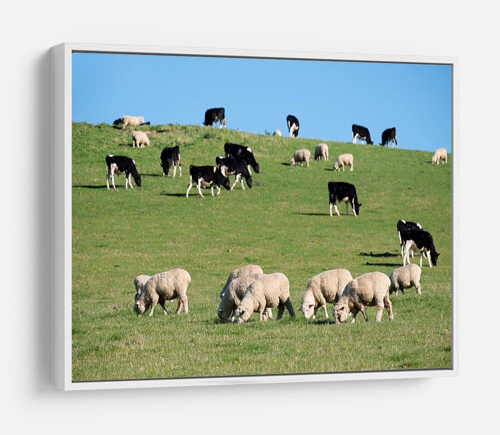 Sheeps in green rural meadow with cows HD Metal Print - Canvas Art Rocks - 7
