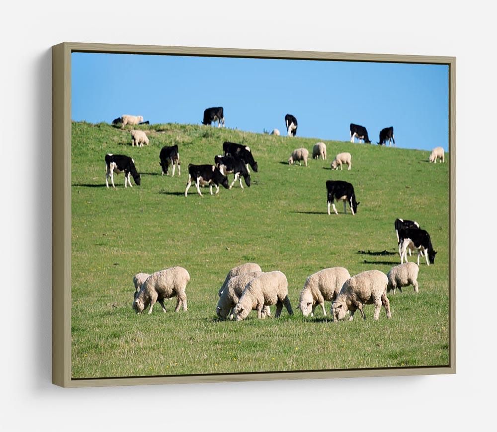Sheeps in green rural meadow with cows HD Metal Print - Canvas Art Rocks - 8