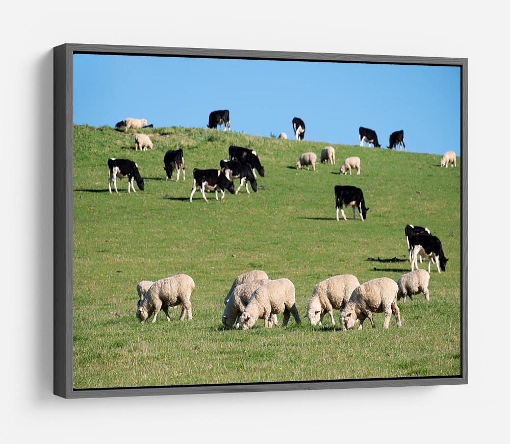 Sheeps in green rural meadow with cows HD Metal Print - Canvas Art Rocks - 9