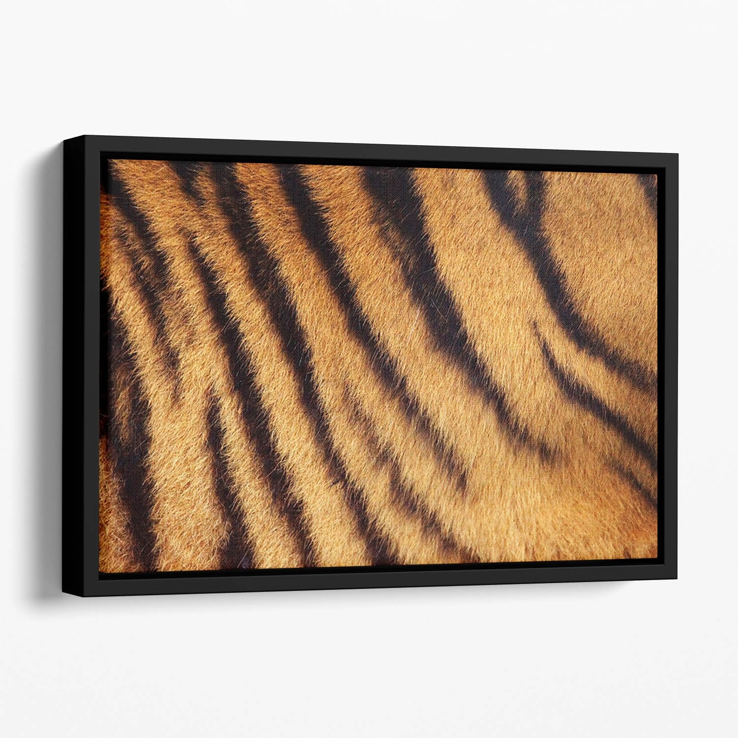 Siberian or Amur tiger stripped fur Floating Framed Canvas