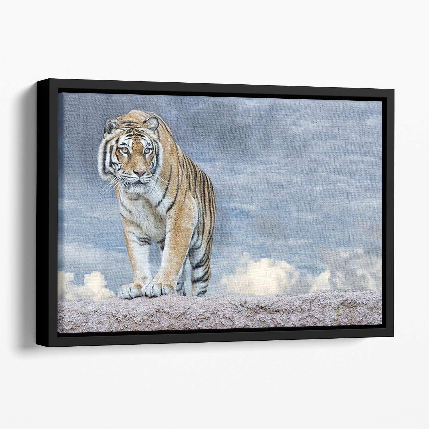 Siberian tiger ready to attack Floating Framed Canvas - Canvas Art Rocks - 1