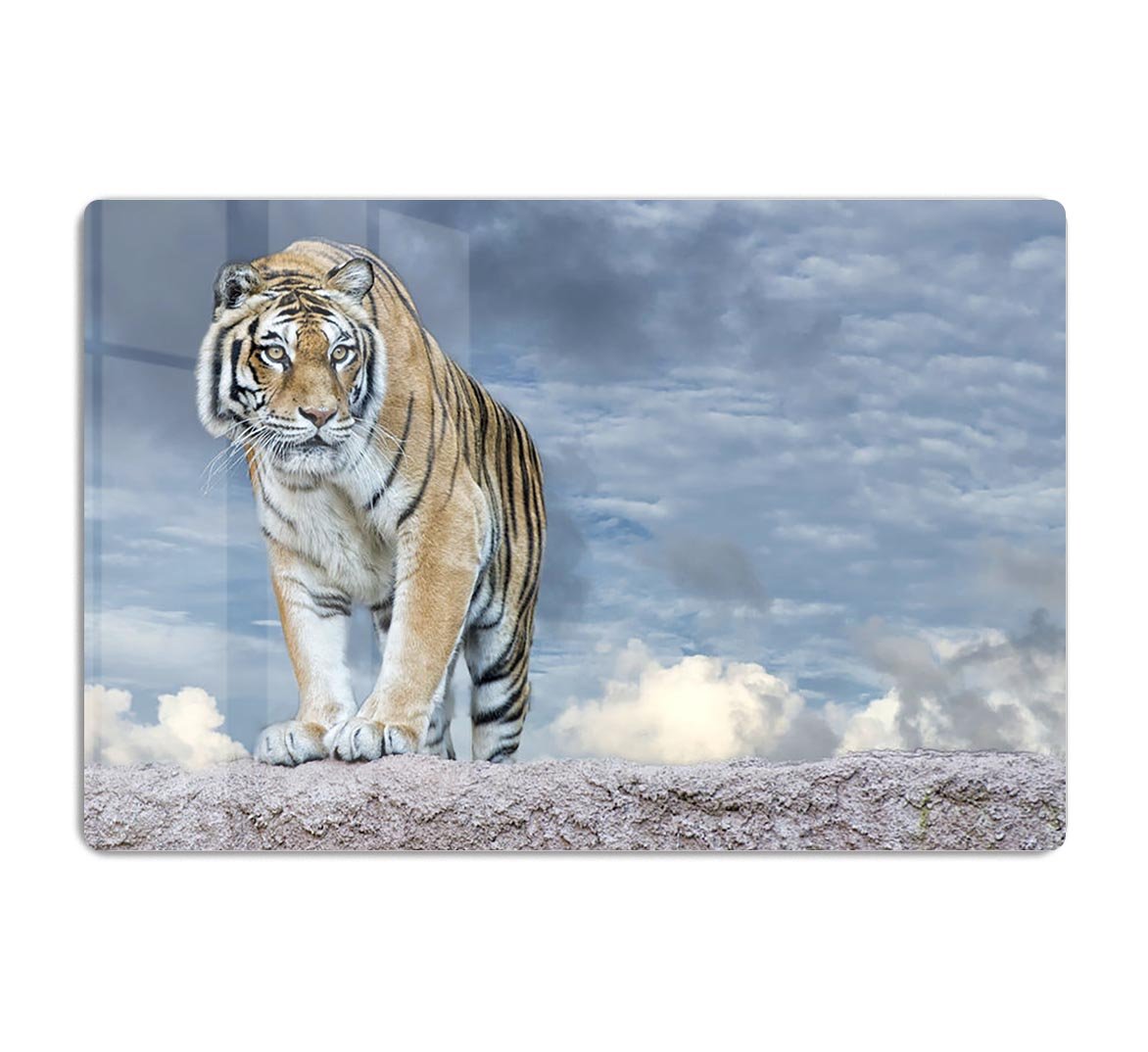 Siberian tiger ready to attack HD Metal Print - Canvas Art Rocks - 1