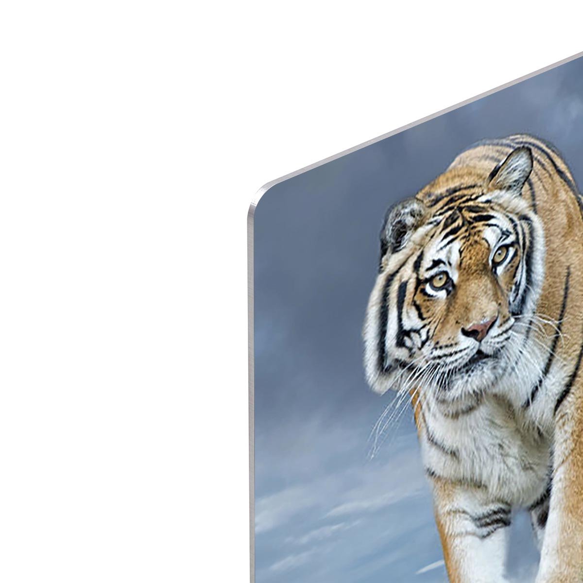 Siberian tiger ready to attack HD Metal Print - Canvas Art Rocks - 4