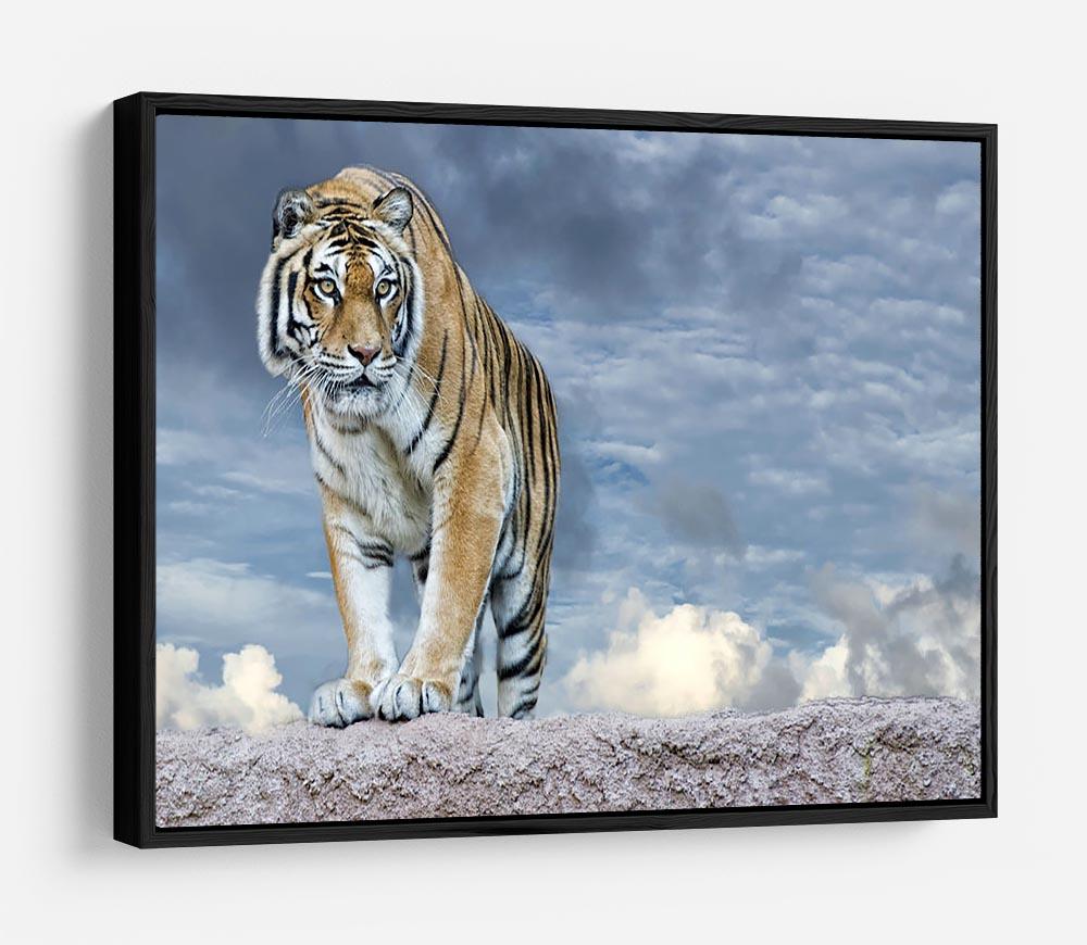 Siberian tiger ready to attack HD Metal Print - Canvas Art Rocks - 6