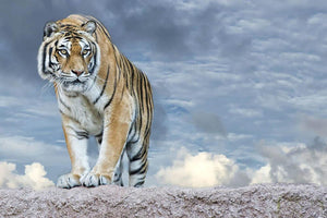 Siberian tiger ready to attack Wall Mural Wallpaper - Canvas Art Rocks - 1