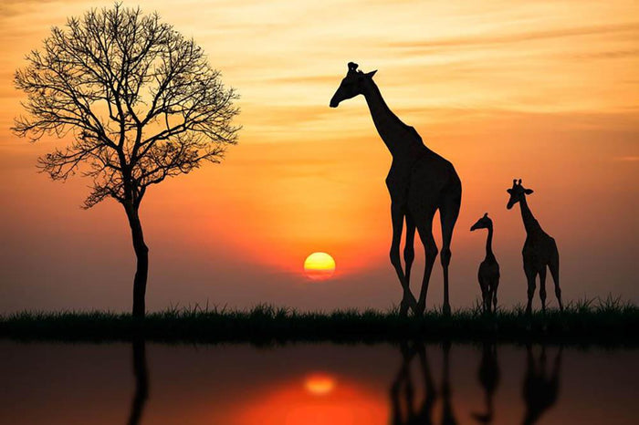 Silhouette of giraffe with reflection in water Wall Mural Wallpaper