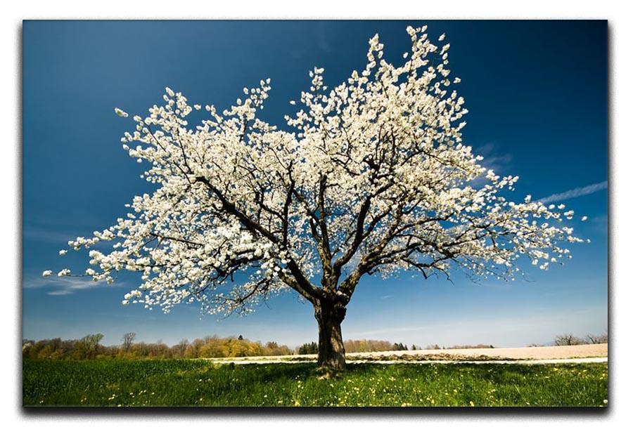 Single blossoming tree in spring Canvas Print or Poster  - Canvas Art Rocks - 1