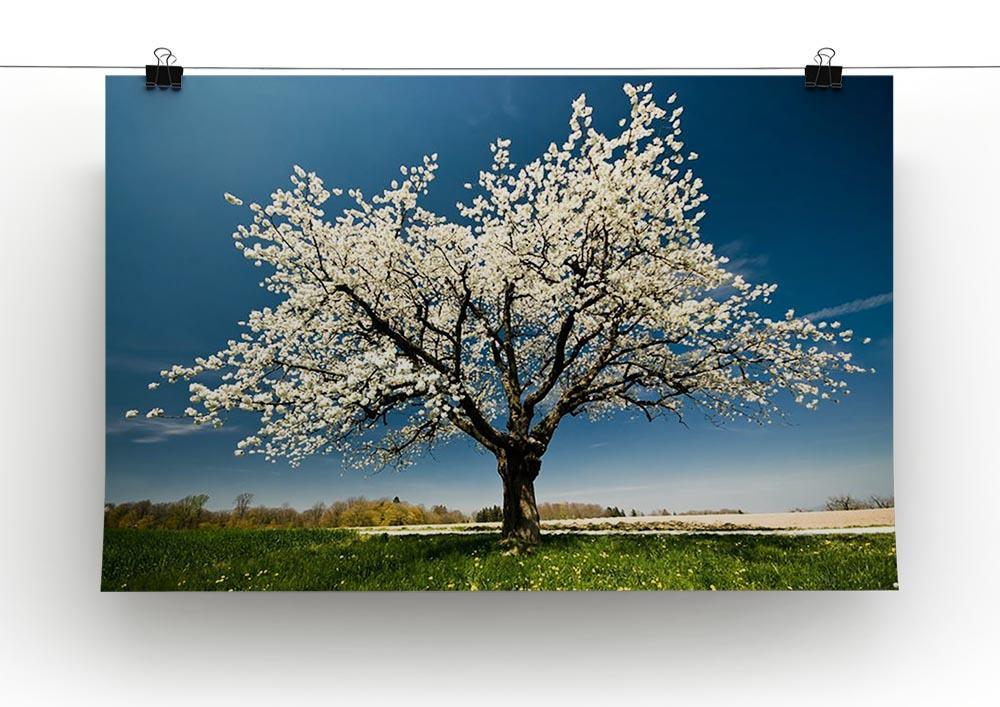 Single blossoming tree in spring Canvas Print or Poster - Canvas Art Rocks - 2