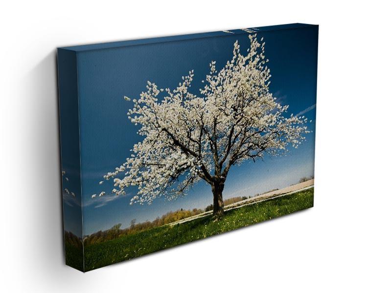 Single blossoming tree in spring Canvas Print or Poster - Canvas Art Rocks - 3