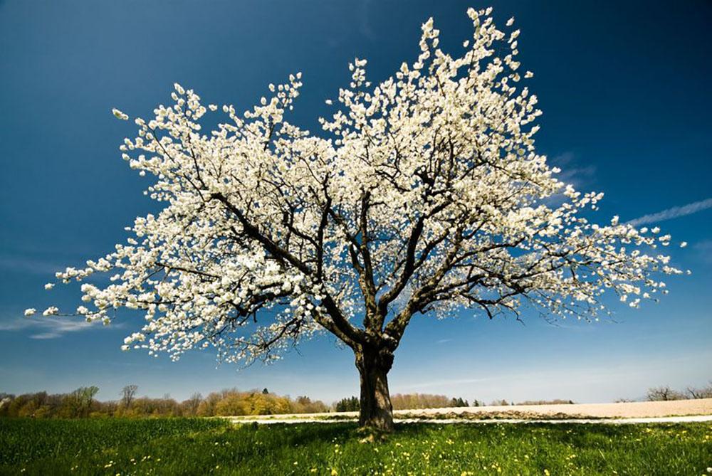 Single blossoming tree in spring Wall Mural Wallpaper - Canvas Art Rocks - 1
