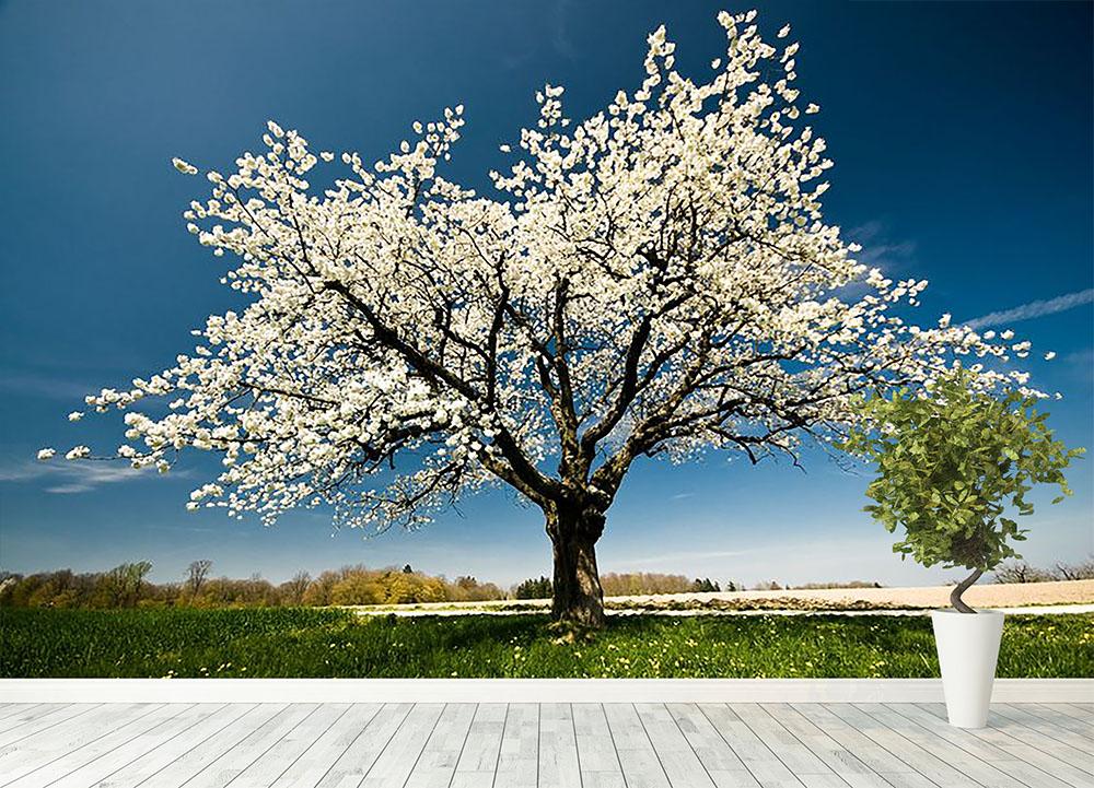 Single blossoming tree in spring Wall Mural Wallpaper - Canvas Art Rocks - 4