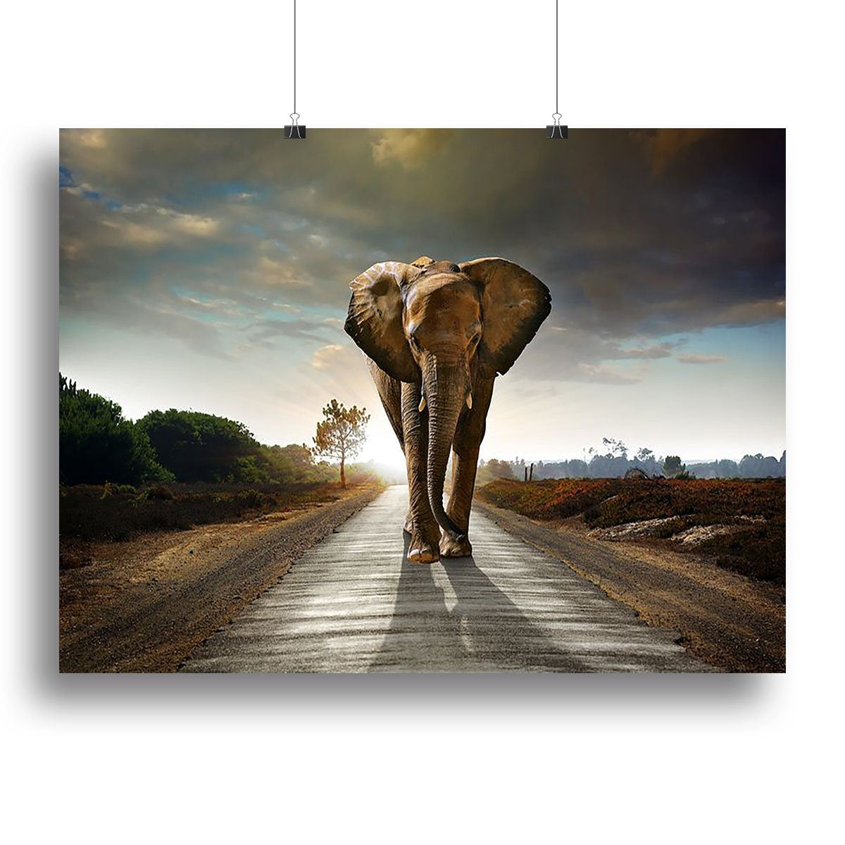 Single elephant walking in a road Canvas Print or Poster