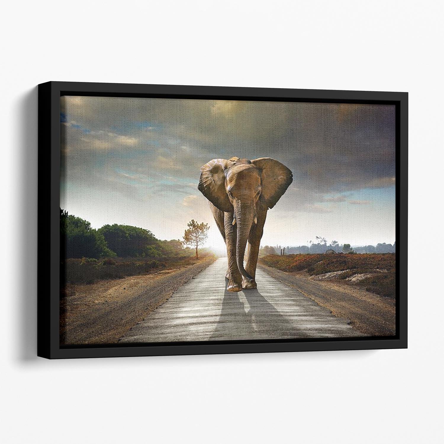 Single elephant walking in a road Floating Framed Canvas - Canvas Art Rocks - 1