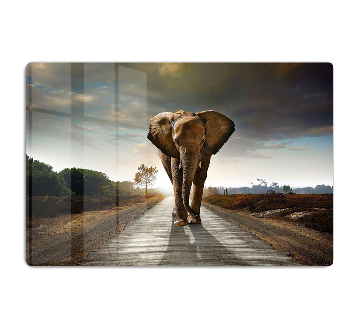 Single elephant walking in a road HD Metal Print - Canvas Art Rocks - 1