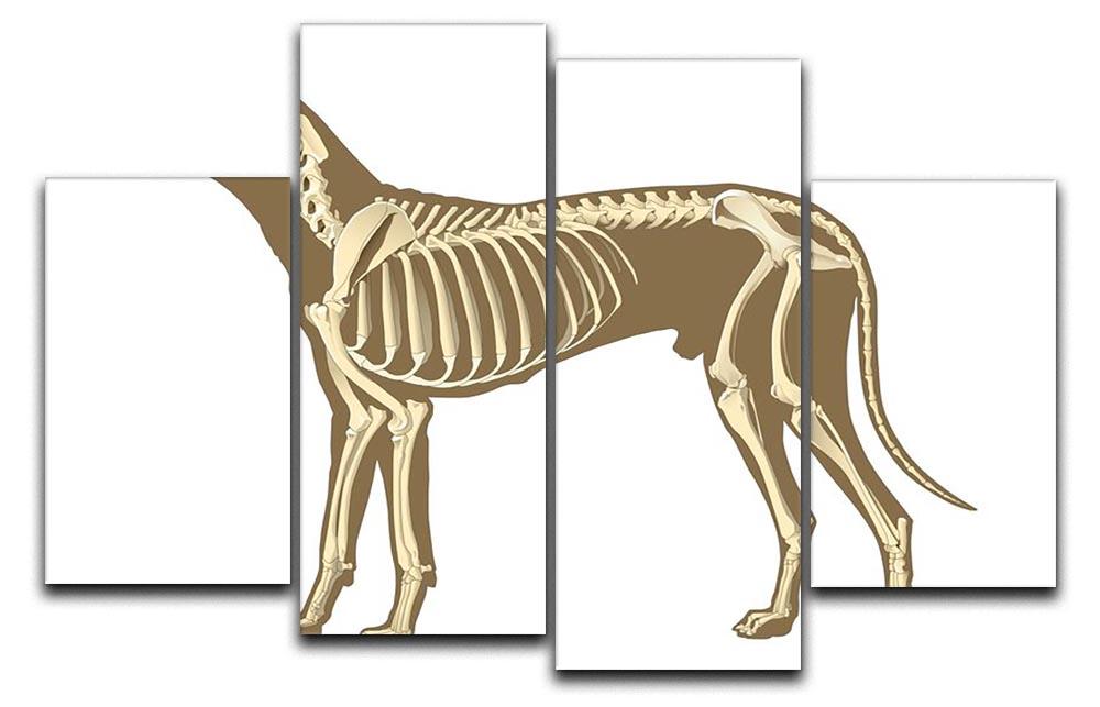 Skeleton of dog section with bones x ray 4 Split Panel Canvas - Canvas Art Rocks - 1