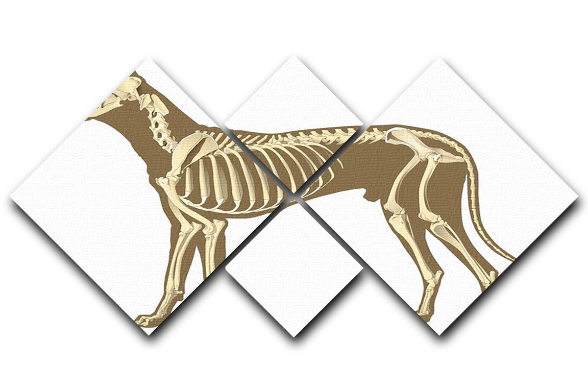 Skeleton of dog section with bones x ray 4 Square Multi Panel Canvas - Canvas Art Rocks - 1