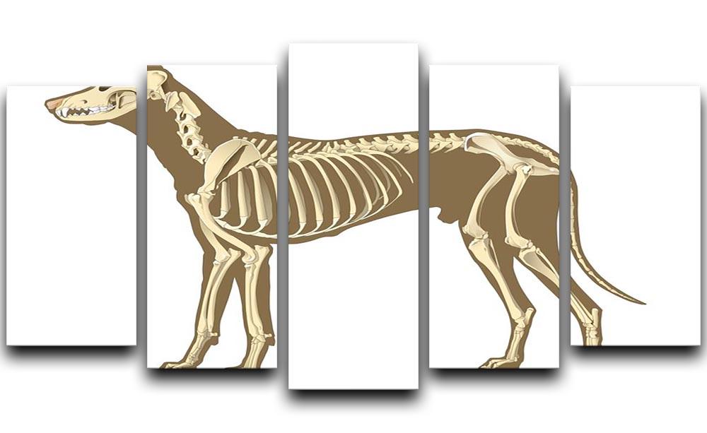 Skeleton of dog section with bones x ray 5 Split Panel Canvas - Canvas Art Rocks - 1