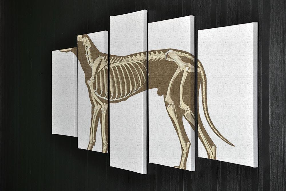 Skeleton of dog section with bones x ray 5 Split Panel Canvas - Canvas Art Rocks - 2