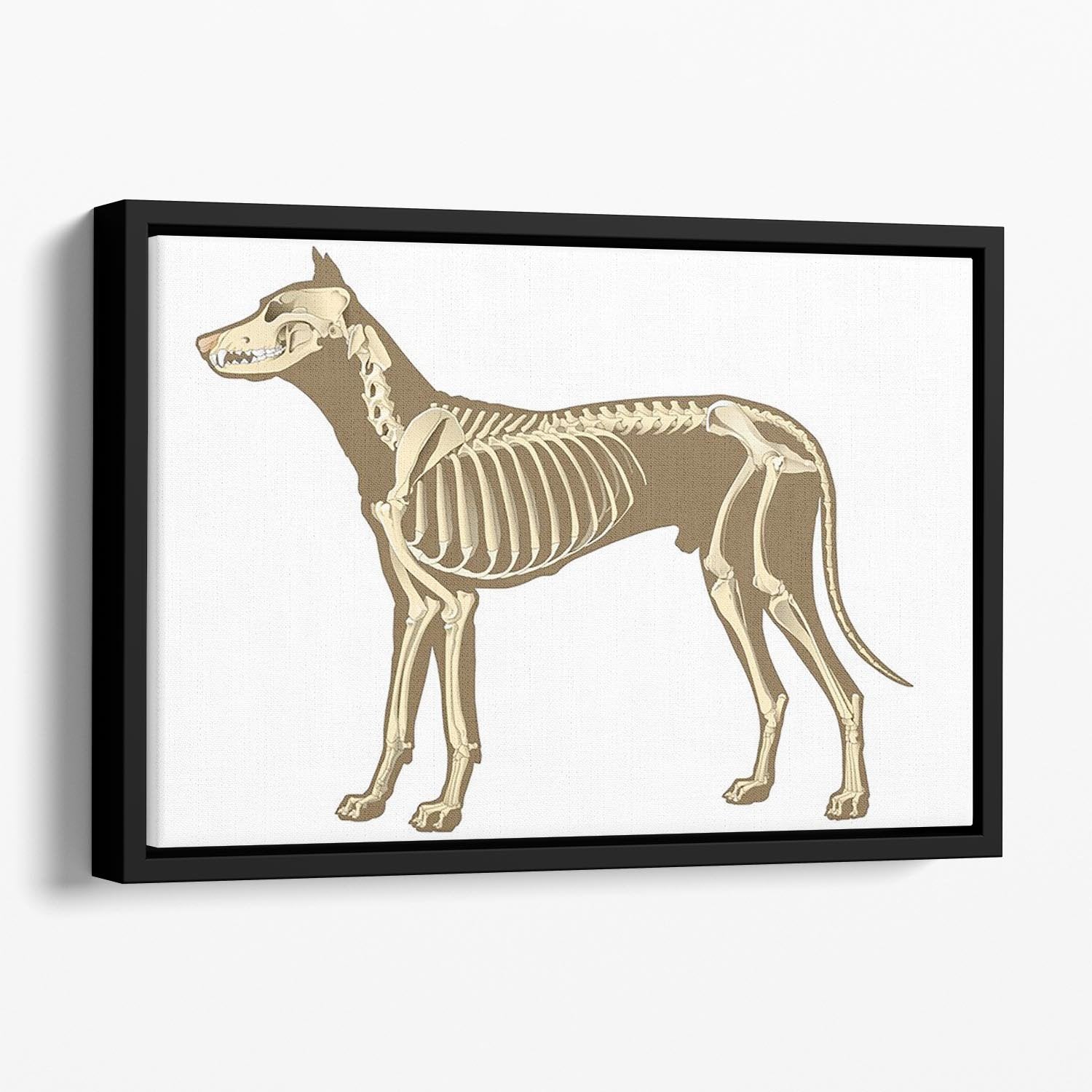 Skeleton of dog section with bones x ray Floating Framed Canvas - Canvas Art Rocks - 1