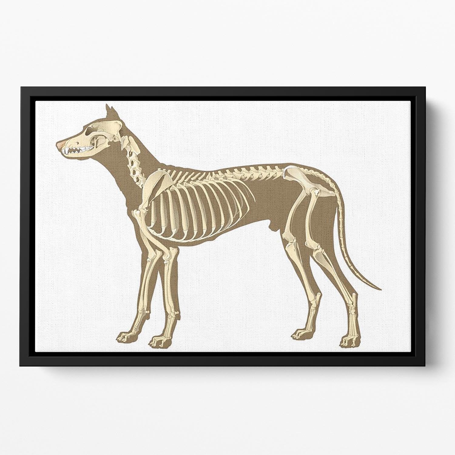 Skeleton of dog section with bones x ray Floating Framed Canvas - Canvas Art Rocks - 2