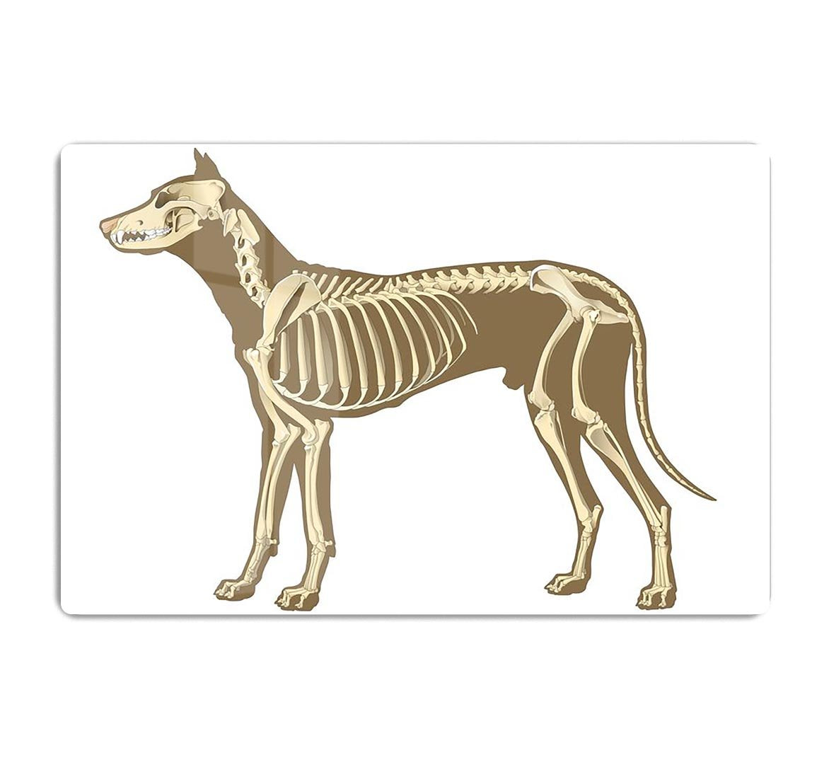 Skeleton of dog section with bones x ray HD Metal Print - Canvas Art Rocks - 1