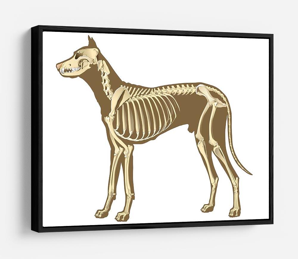 Skeleton of dog section with bones x ray HD Metal Print - Canvas Art Rocks - 6