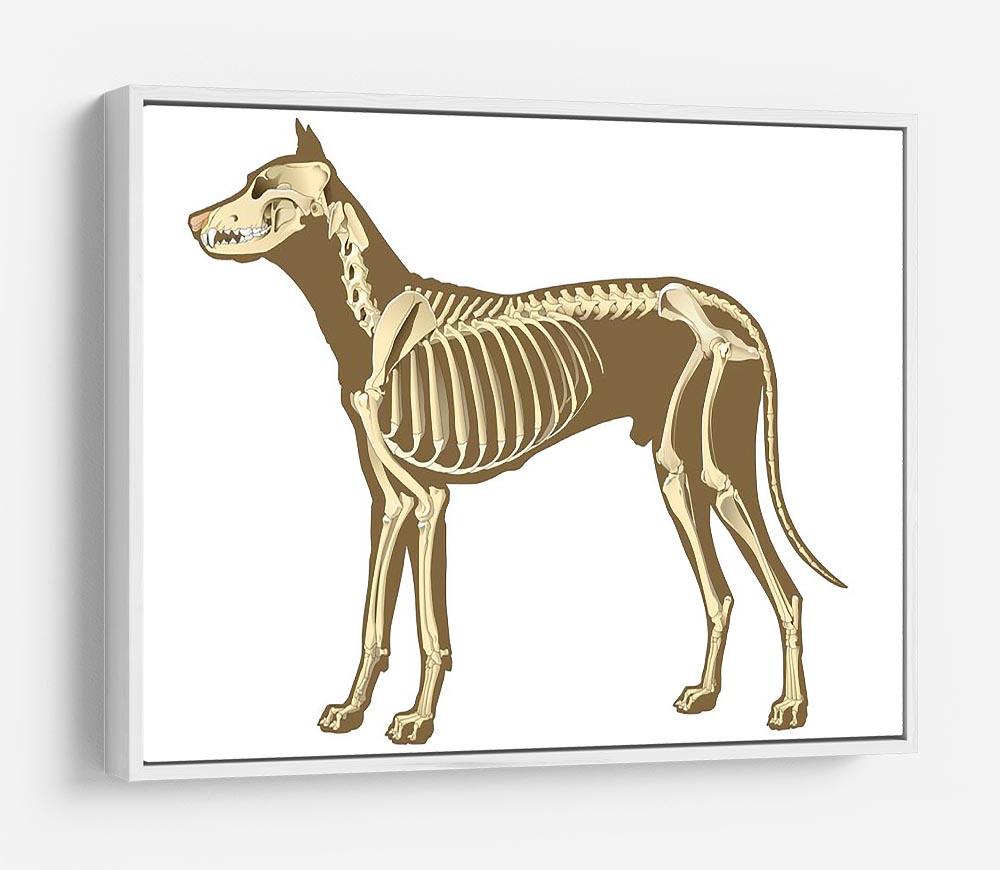 Skeleton of dog section with bones x ray HD Metal Print - Canvas Art Rocks - 7
