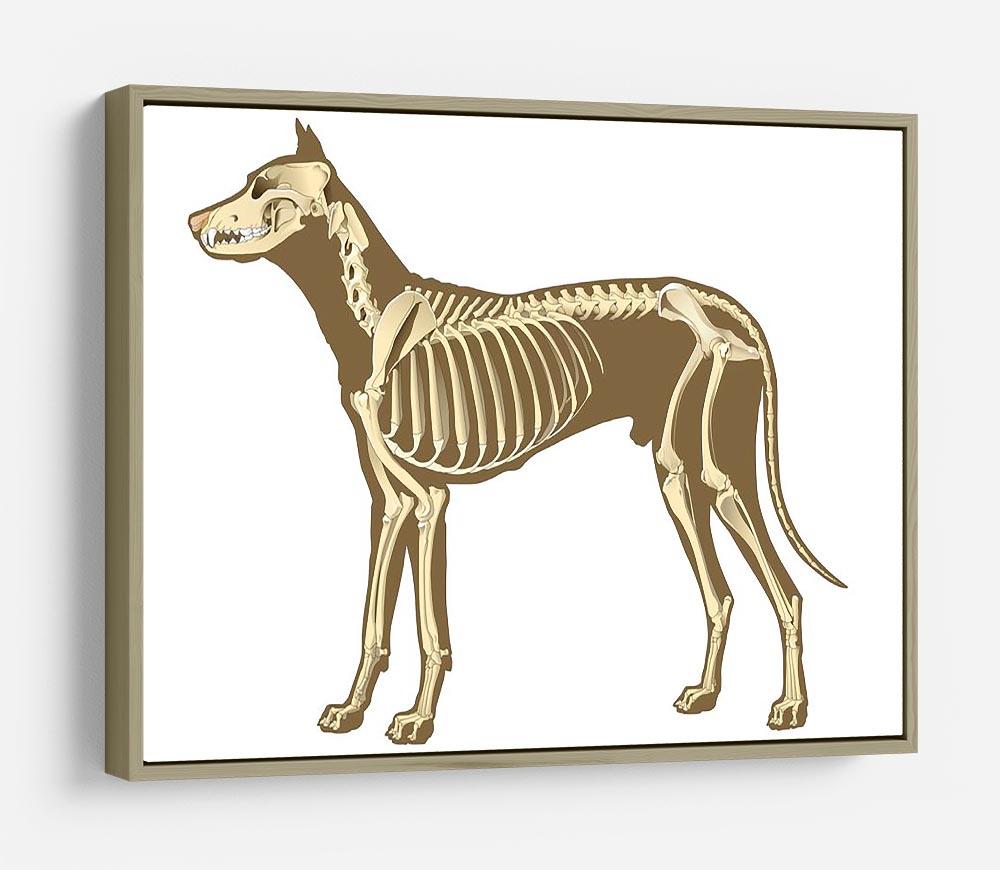 Skeleton of dog section with bones x ray HD Metal Print - Canvas Art Rocks - 8