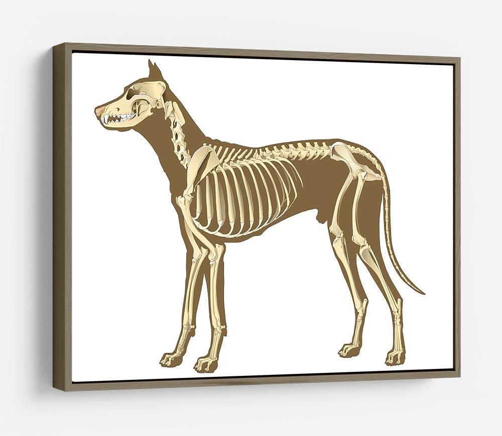 Skeleton of dog section with bones x ray HD Metal Print - Canvas Art Rocks - 10