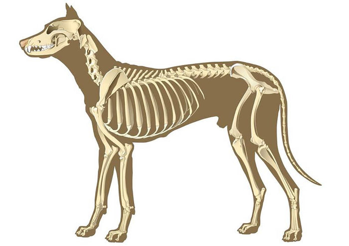 Skeleton of dog section with bones x ray Wall Mural Wallpaper