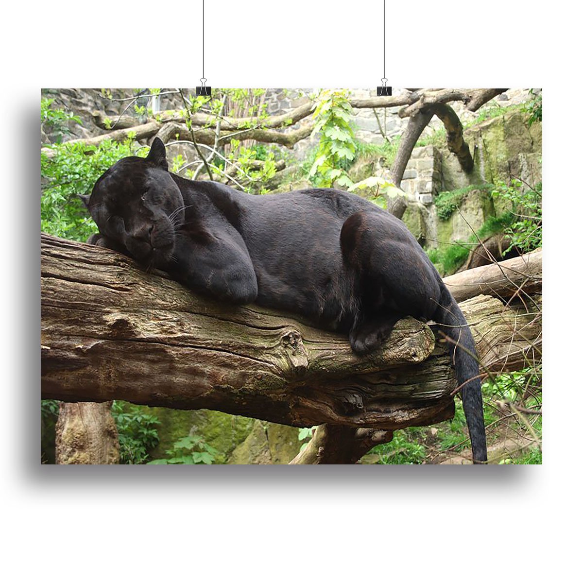 Sleeping black jaguar Canvas Print or Poster