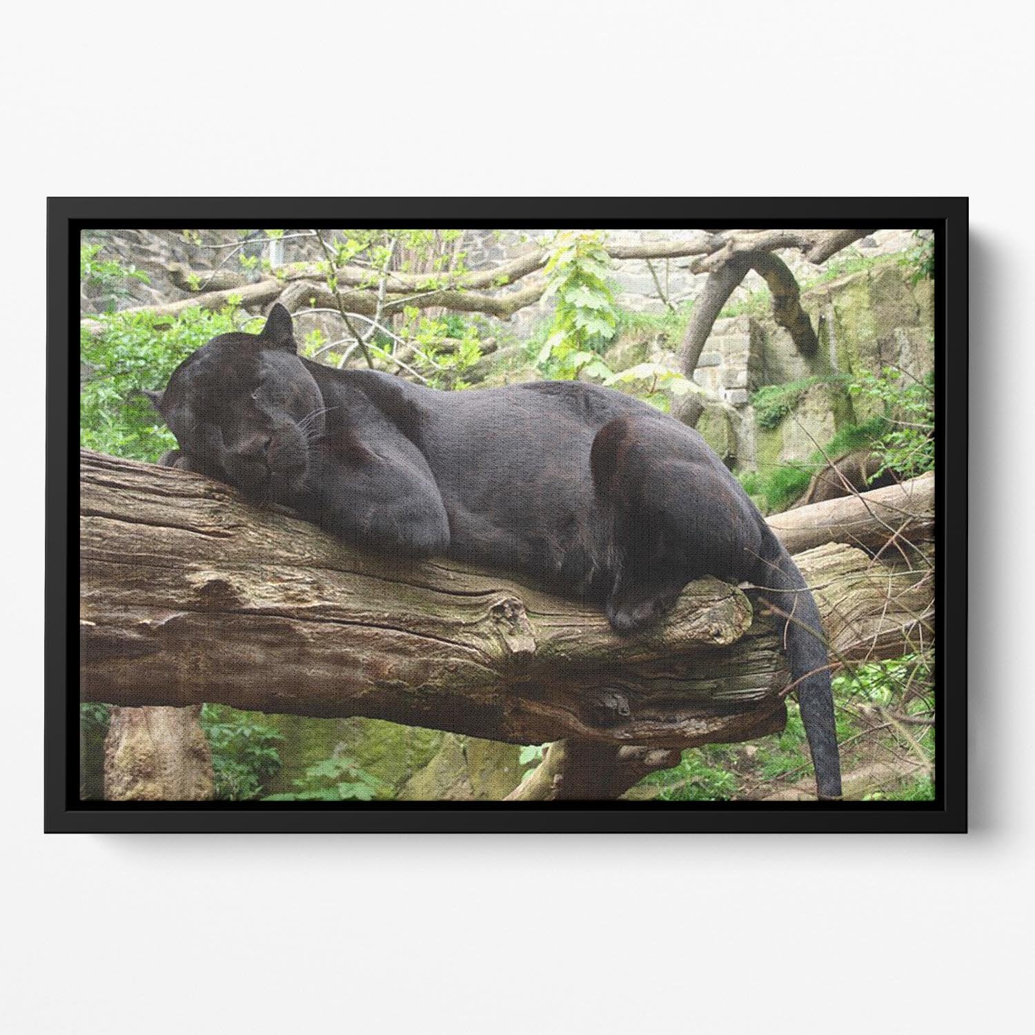 Sleeping black jaguar Floating Framed Canvas - Canvas Art Rocks - 2