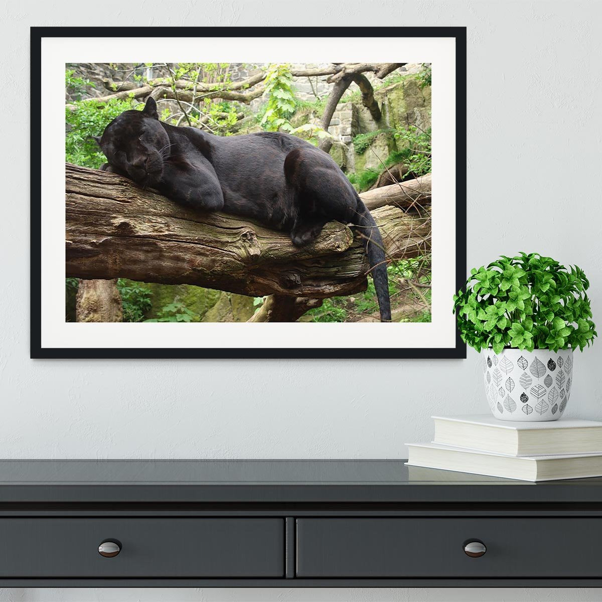 Sleeping black jaguar Framed Print - Canvas Art Rocks - 1
