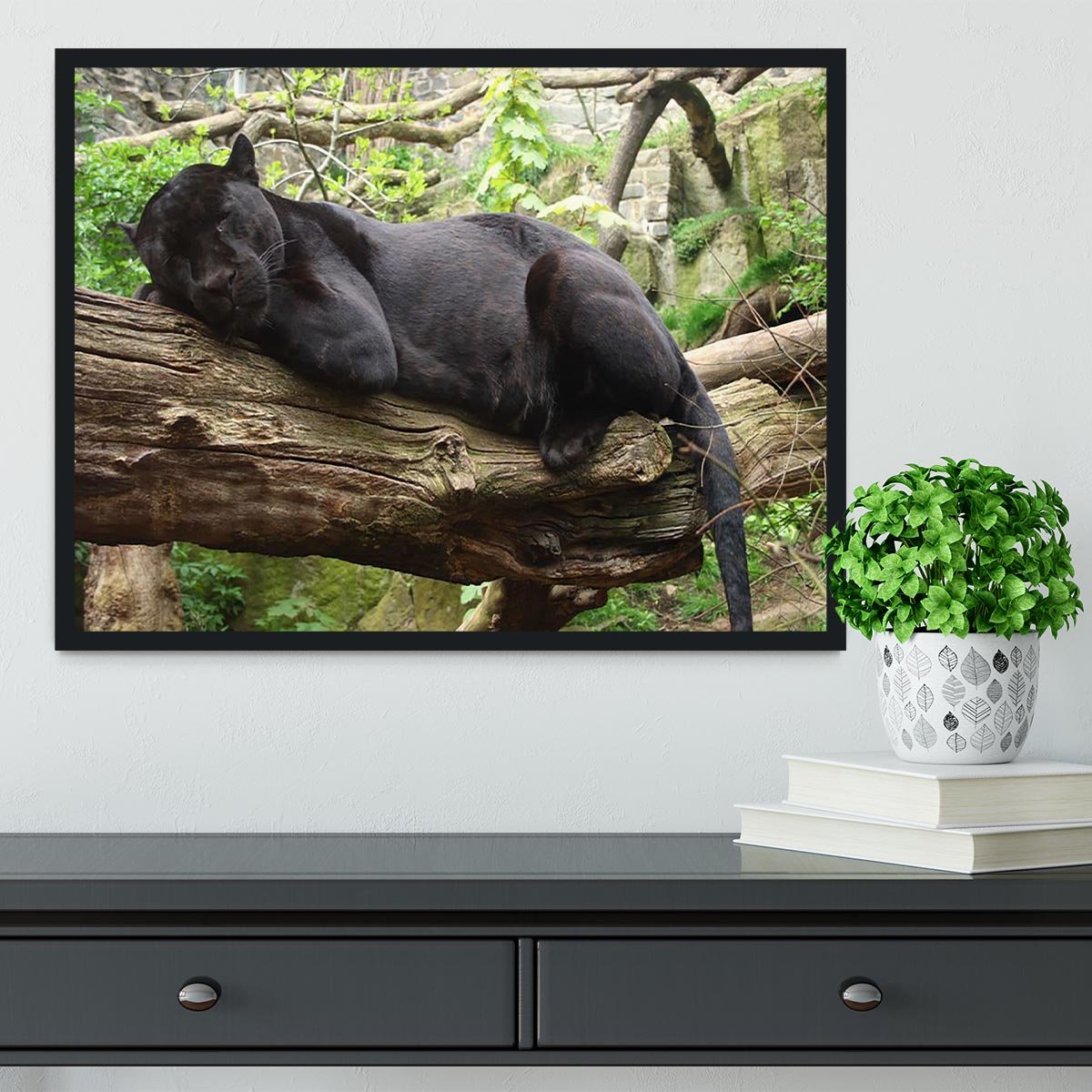 Sleeping black jaguar Framed Print - Canvas Art Rocks - 2