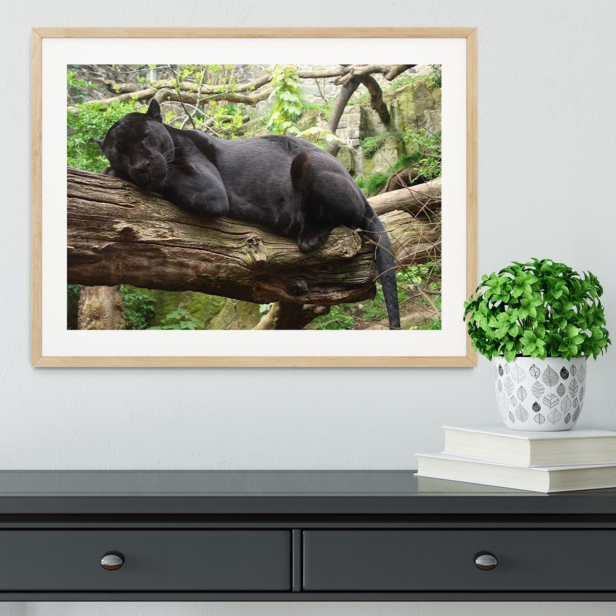 Sleeping black jaguar Framed Print - Canvas Art Rocks - 3