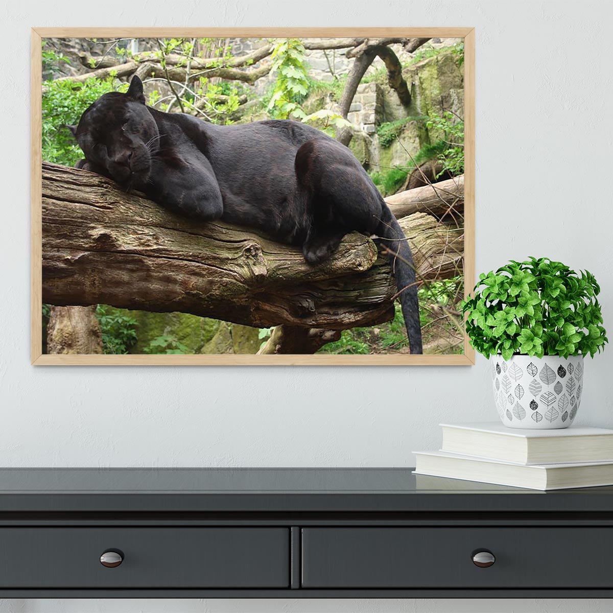 Sleeping black jaguar Framed Print - Canvas Art Rocks - 4