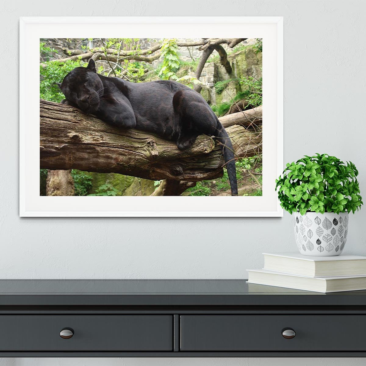 Sleeping black jaguar Framed Print - Canvas Art Rocks - 5