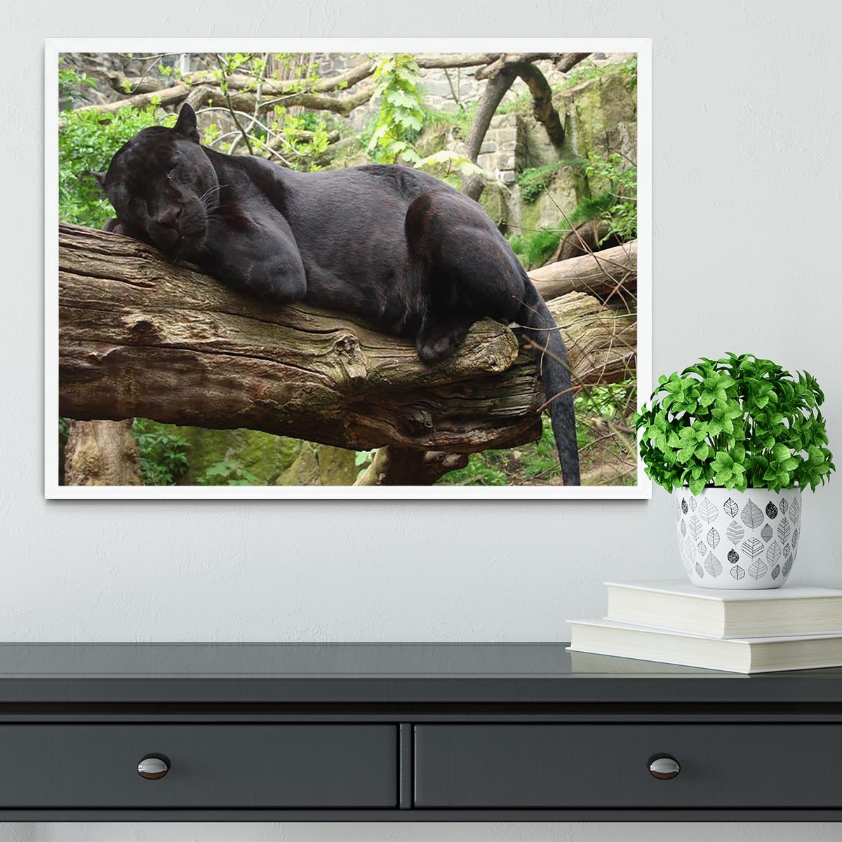 Sleeping black jaguar Framed Print - Canvas Art Rocks -6