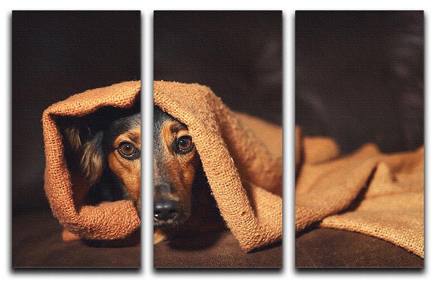 Small black and brown dog hiding under orange blanket 3 Split Panel Canvas Print - Canvas Art Rocks - 1