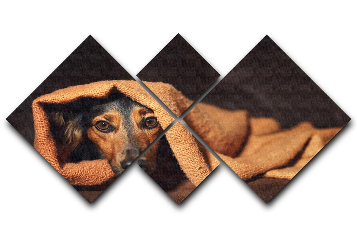 Small black and brown dog hiding under orange blanket 4 Square Multi Panel Canvas - Canvas Art Rocks - 1