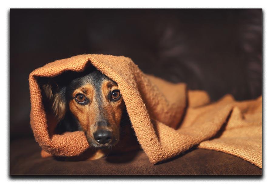 Small black and brown dog hiding under orange blanket Canvas Print or Poster - Canvas Art Rocks - 1