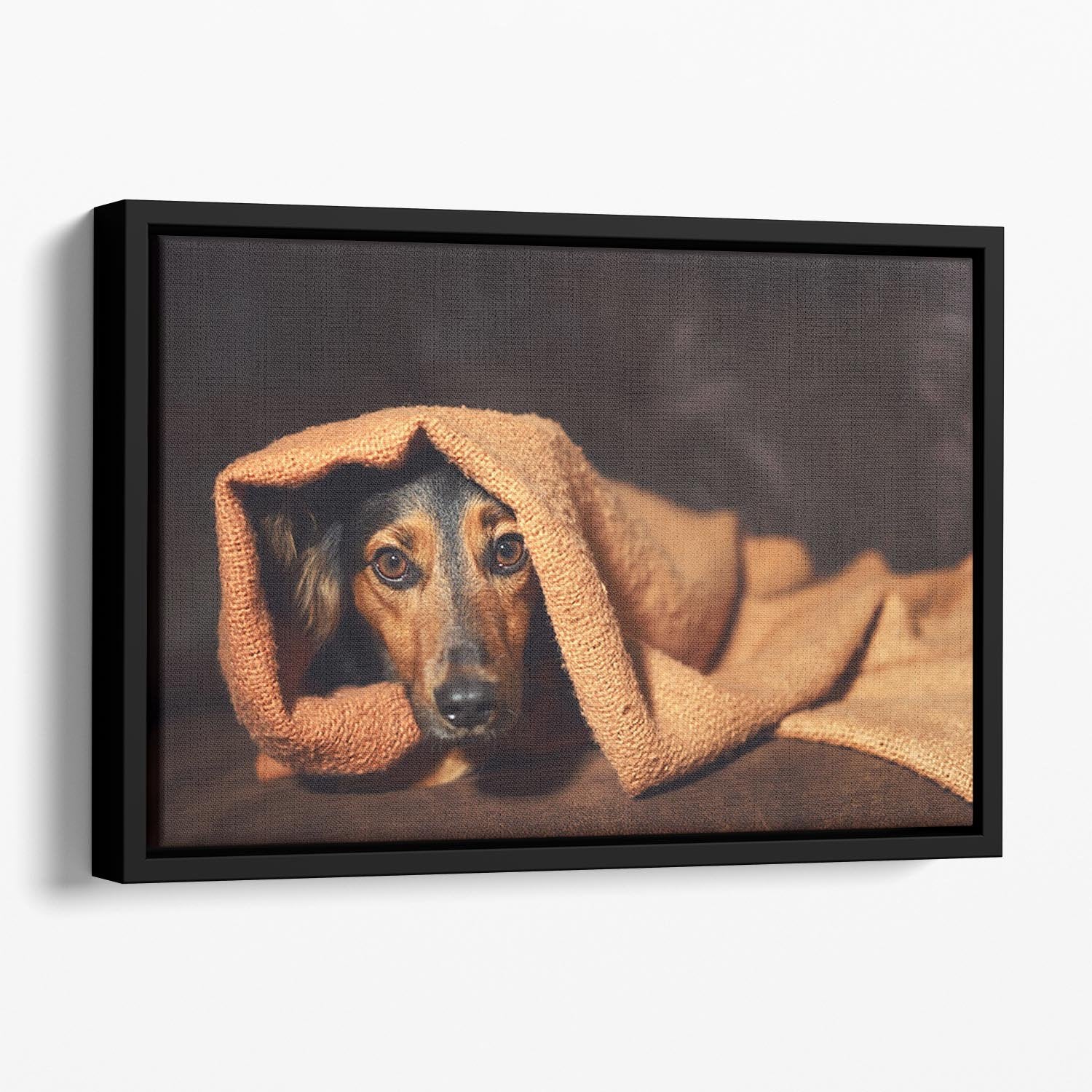 Small black and brown dog hiding under orange blanket Floating Framed Canvas - Canvas Art Rocks - 1
