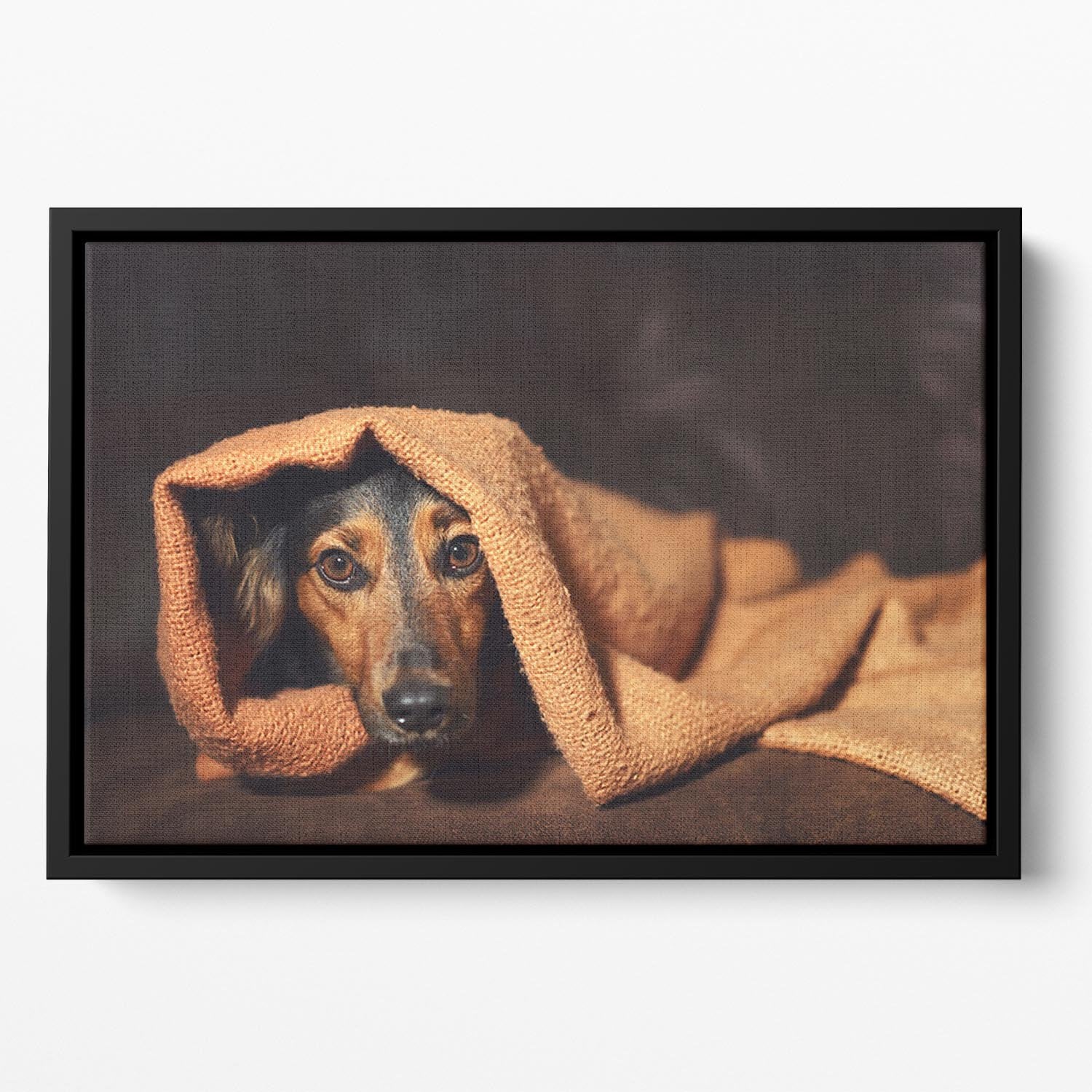 Small black and brown dog hiding under orange blanket Floating Framed Canvas - Canvas Art Rocks - 2