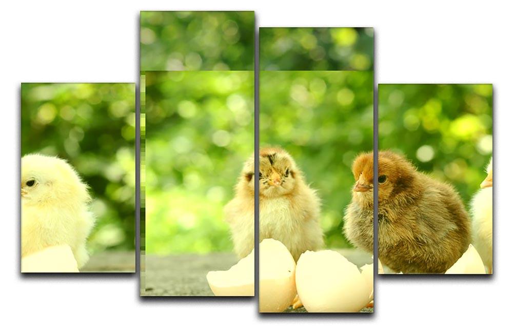 Small chicks and egg shells 4 Split Panel Canvas - Canvas Art Rocks - 1