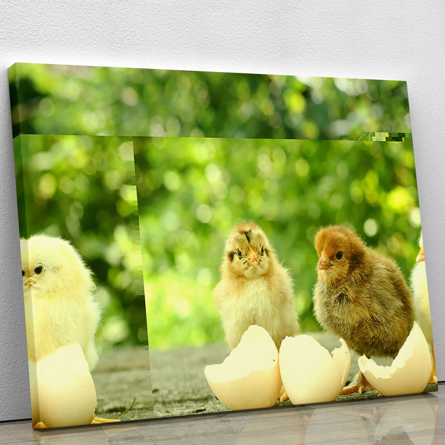 Small chicks and egg shells Canvas Print or Poster