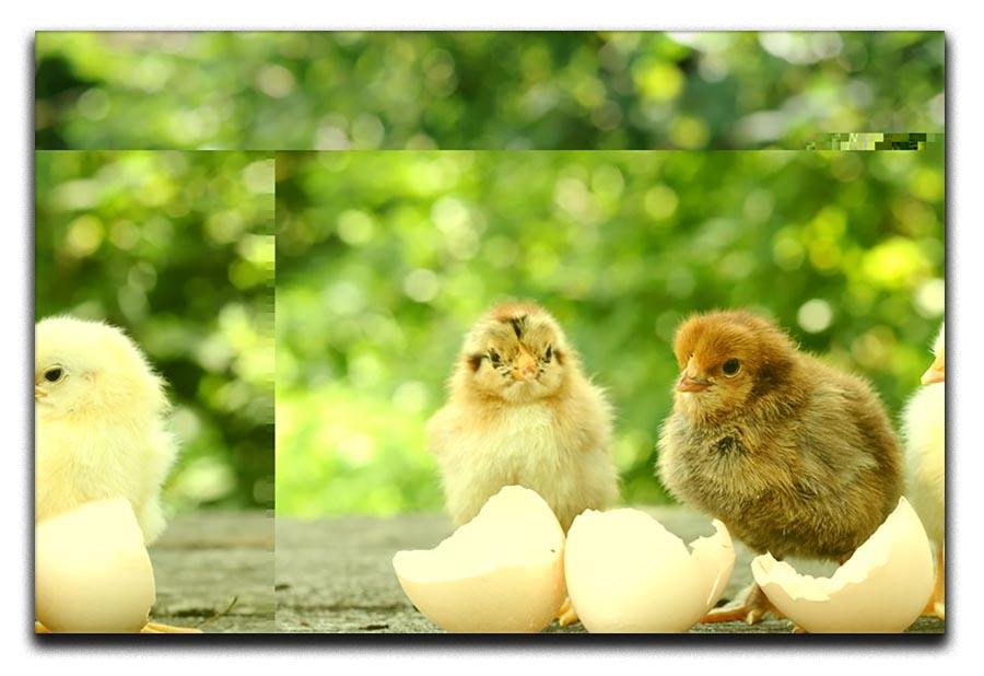 Small chicks and egg shells Canvas Print or Poster - Canvas Art Rocks - 1