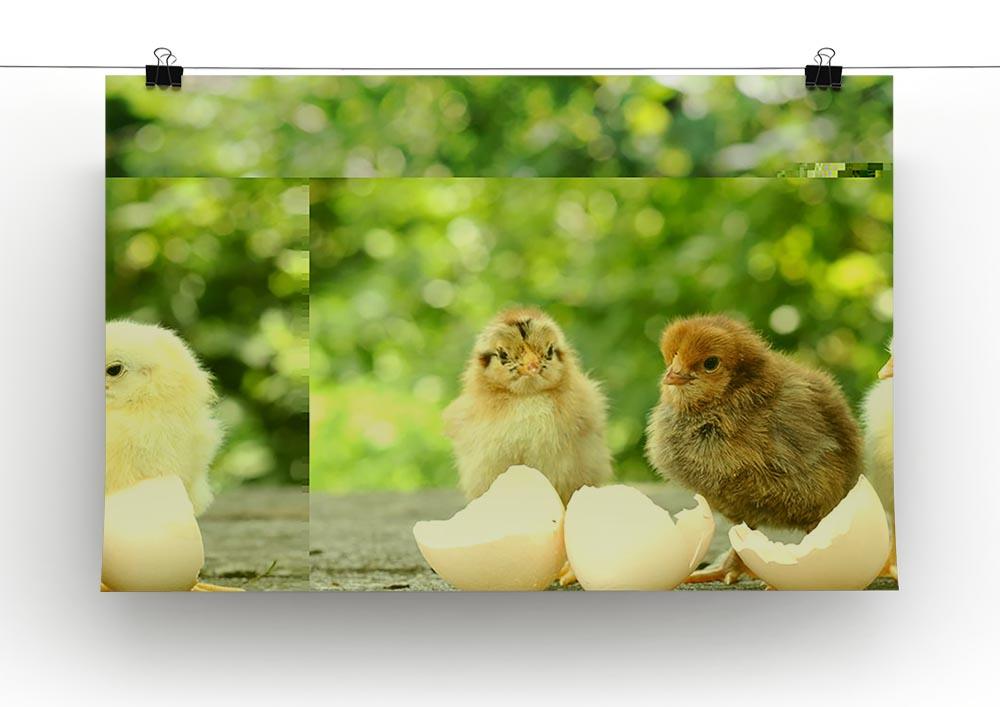 Small chicks and egg shells Canvas Print or Poster - Canvas Art Rocks - 2
