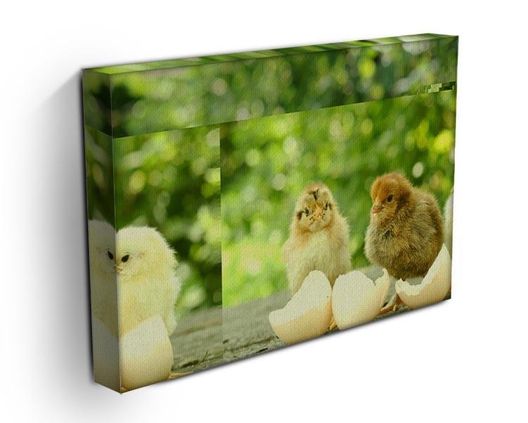 Small chicks and egg shells Canvas Print or Poster - Canvas Art Rocks - 3